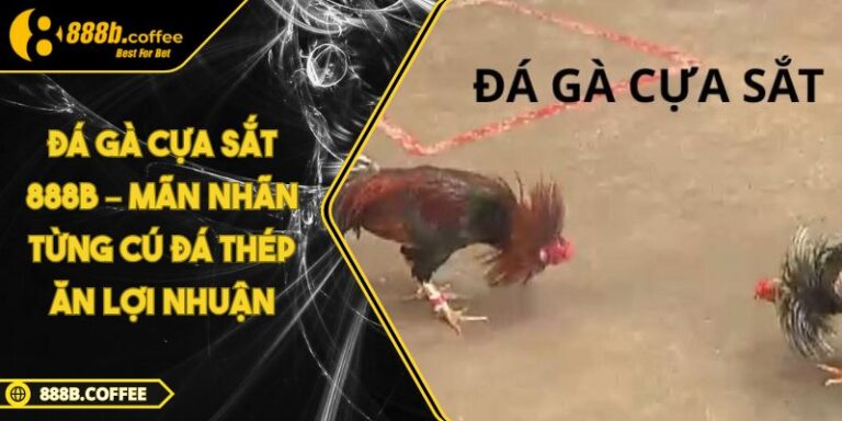 Đá Gà Cựa Sắt 888B – Mãn Nhãn Từng Cú Đá Thép Ăn Lợi Nhuận 1 Đá Gà Cựa Sắt 888B – Mãn Nhãn Từng Cú Đá Thép Ăn Lợi Nhuận