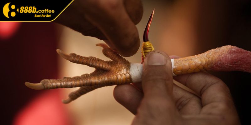 Đá Gà Cựa Sắt 888B – Mãn Nhãn Từng Cú Đá Thép Ăn Lợi Nhuận 3 Một số chiến thuật cược tiền hiệu quả