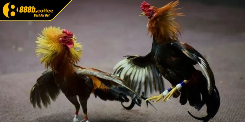 Đá Gà Cựa Sắt 888B – Mãn Nhãn Từng Cú Đá Thép Ăn Lợi Nhuận 2 Tiêu chí để chọn gà tham gia thi đấu